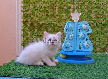 قطه شيرازي بيضاء عيون  زرقاء