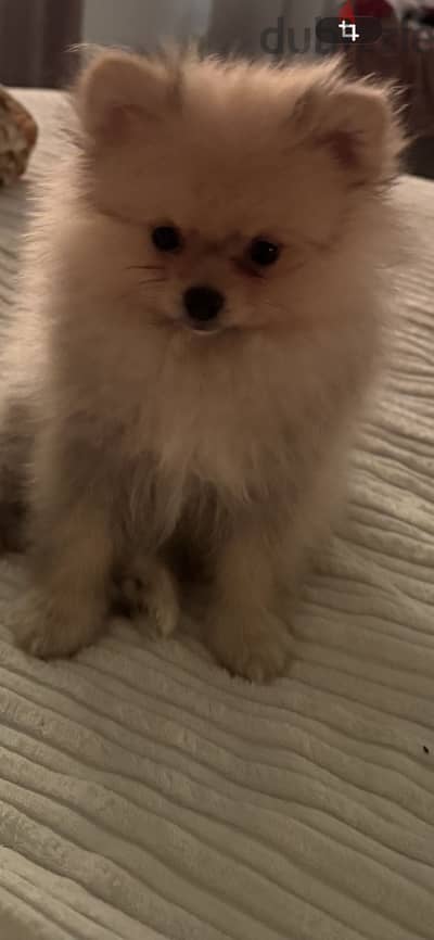 Pomeranian
