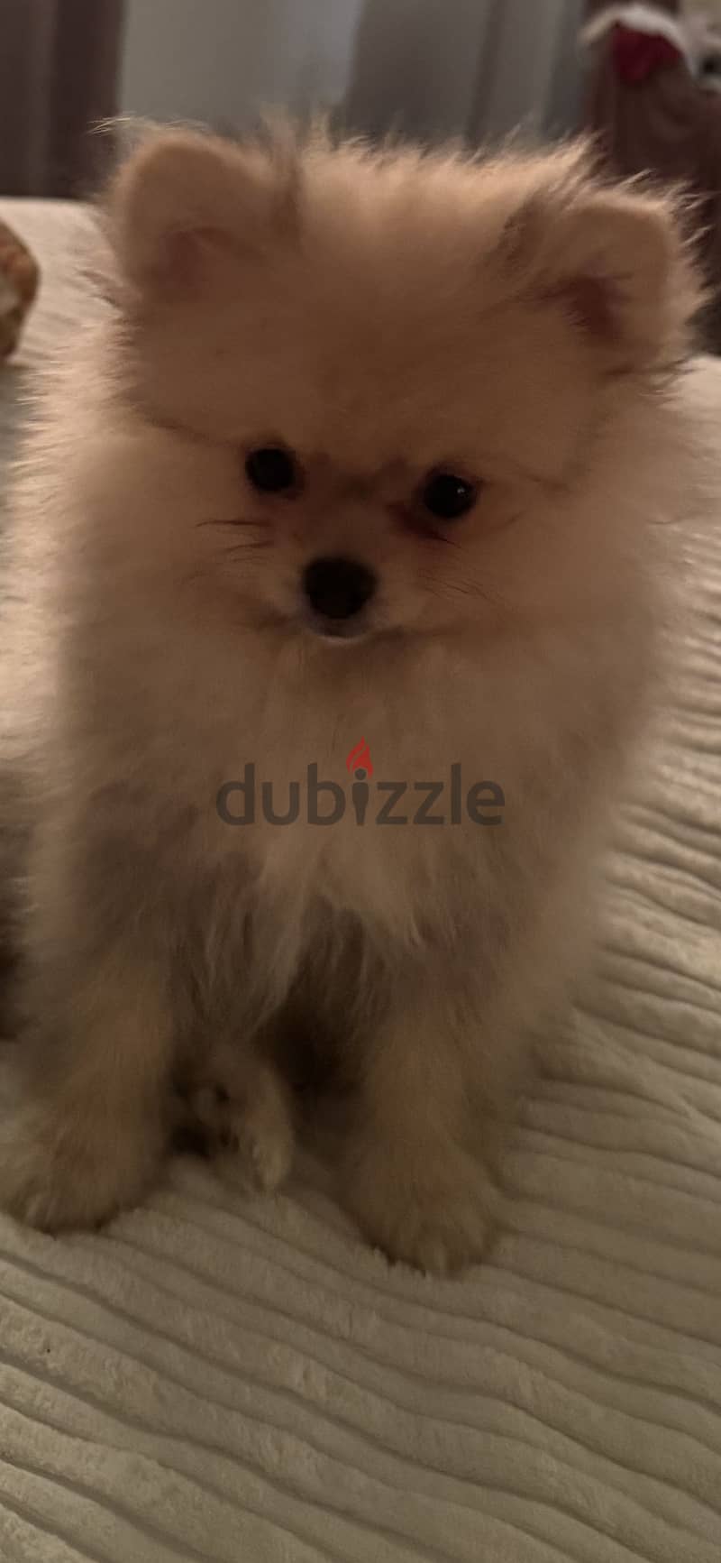 Pomeranian 1