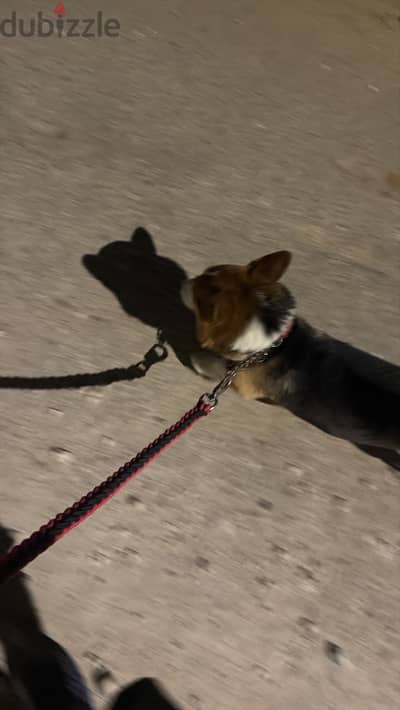 Pembroke Welsh Corgi