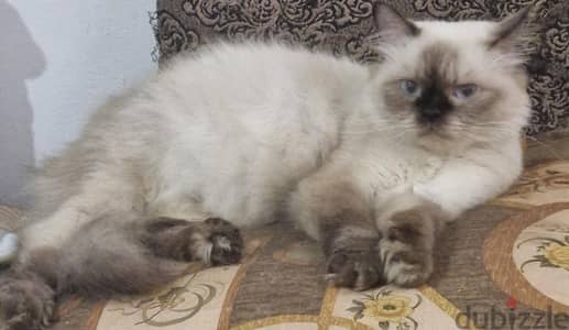 قطة راجدول حامل seal ragdoll