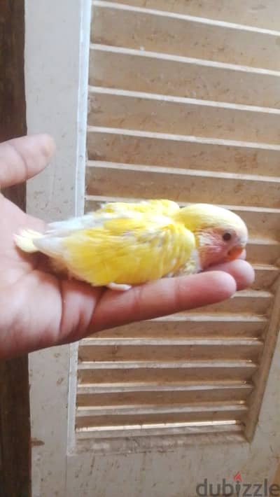 روز لاتيني للتأكيل اليدوي