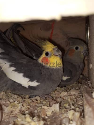 مجموعة قصوص كوكتيل و فردين مدربين