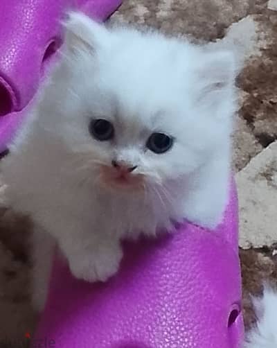 قطط هاف بيكي فيس