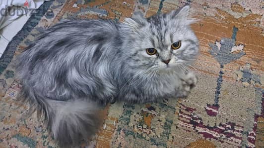قط شيرازي ٣ سنوات ونص للتبني