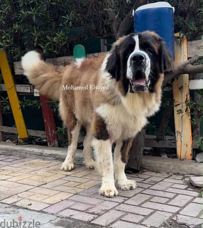 ذكر وانثي سانت برنارد . . saint bernard