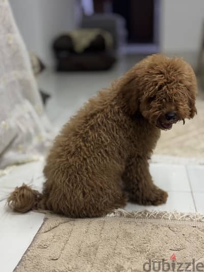 بودل toy poodle توي بودل