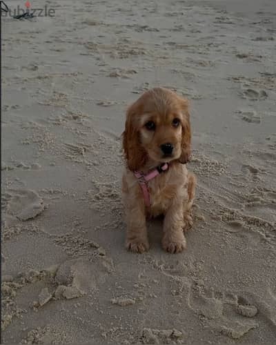 cocker spaniel كوكر