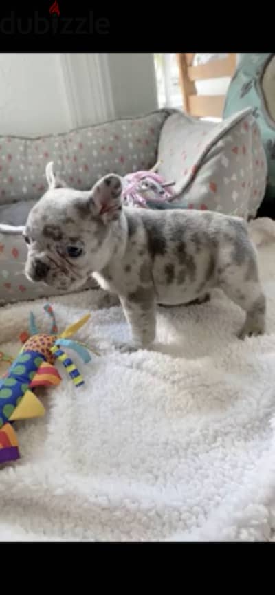 French bulldog فرينش بولدوج