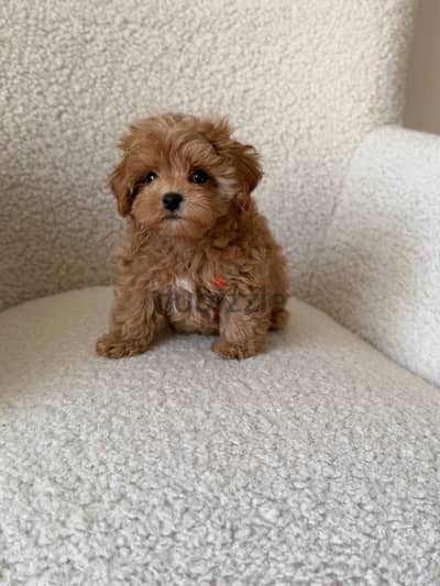 Toy poodle توي بوديل