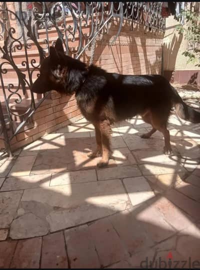 german sheperd