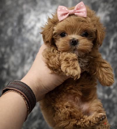 maltipoo