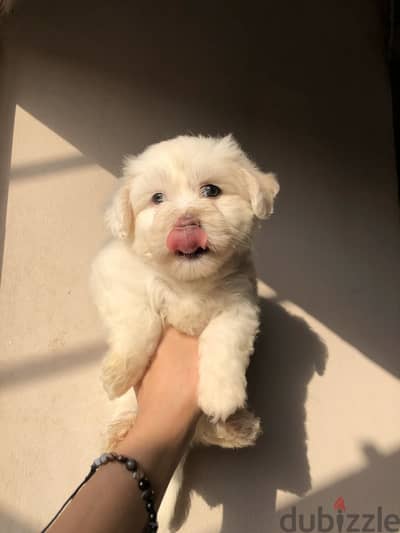 Maltese مالتيز