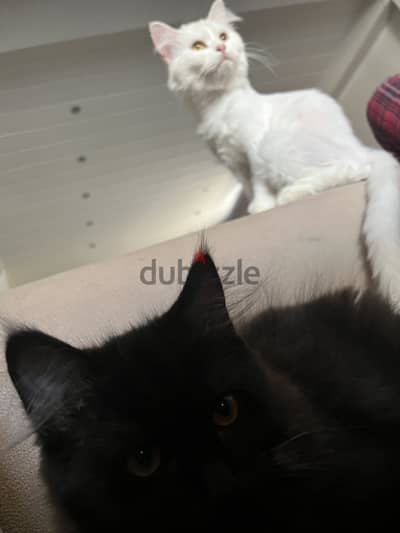 White female cat