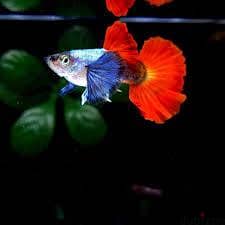 متاح بفضل اللهred tail big ear guppy