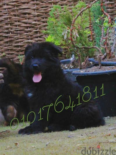 Royal Black puppies available for sale
