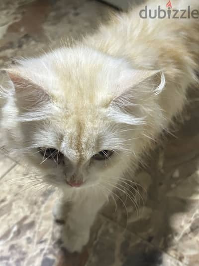 للتبنى