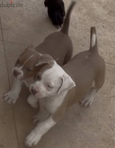 Puppy blue/&green eye