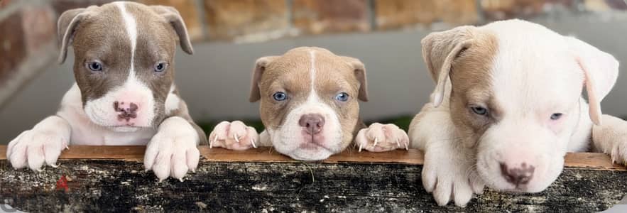 American bully