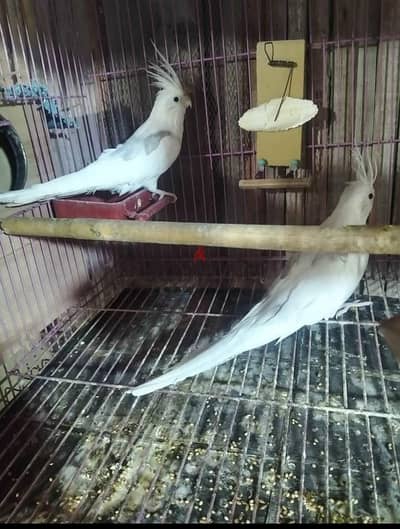 قصين فرنساوي