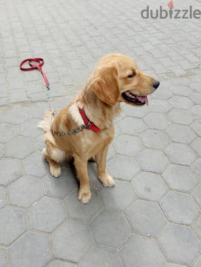 جولدن ريتريفر 8 شهور - Golden Retriever