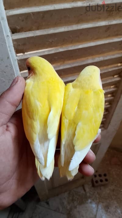 روز لاتيني وكونيور