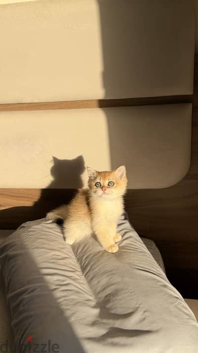 British gold shorthair ny11
