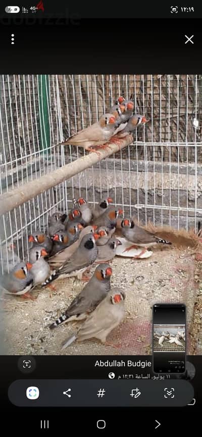 تصفيه عصافير زبيرا
