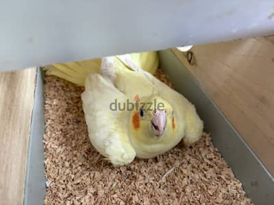 جوز كوكتيل شغال و بيحضر عش