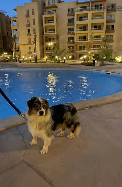 A beautiful Australian Shepherd Dog with the most distinctive color in