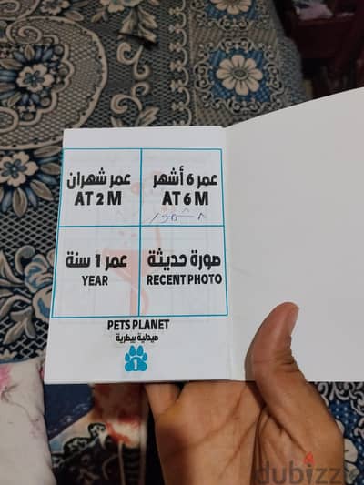 بنوته مالينو استندر