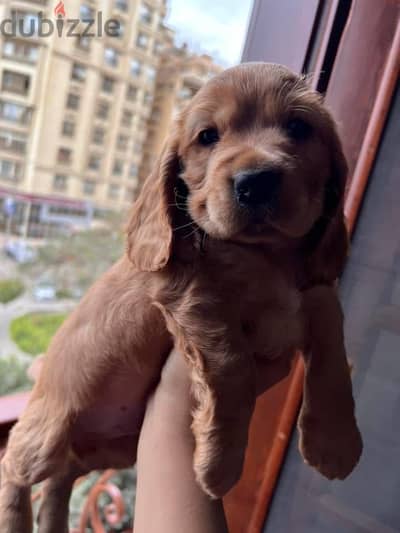 Cocker spaniel كوكر