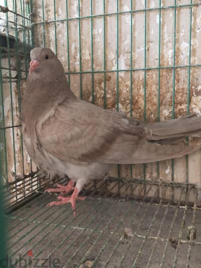 زغلول رومى