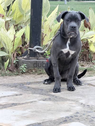 Female cane corso 6 month  for sale