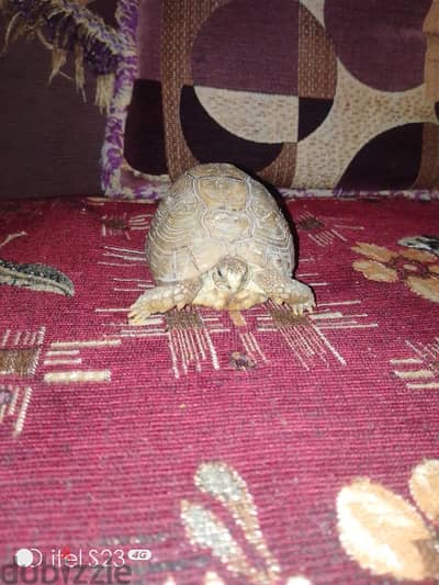 المحله الكبرى