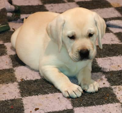white labrador puppies ( Imported father from Russia)