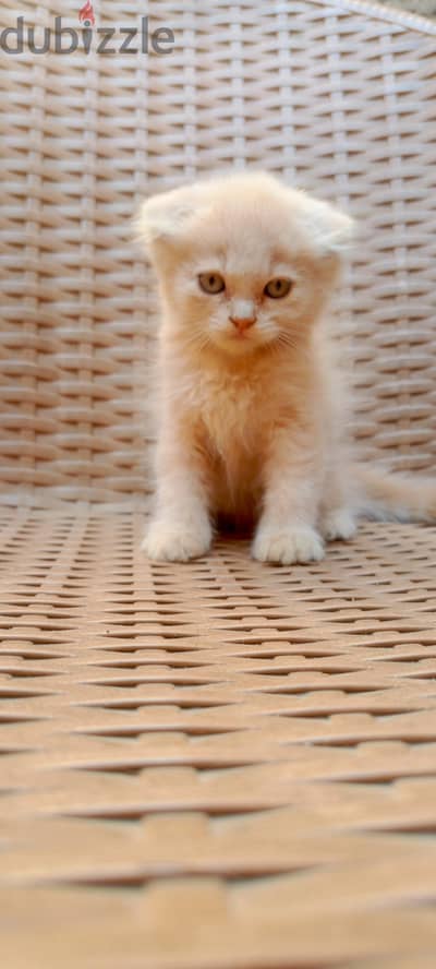 Scottish Fold cat*British, a unique personality
