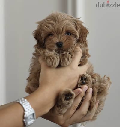 Malmaltipoo puppy 45 days