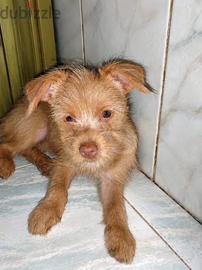 كلب Yorkshire Golden Puppy أنثى شهرين | لون جولدن مميز