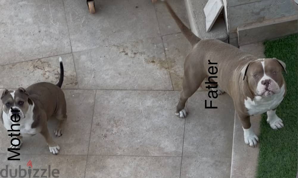 American bully 9