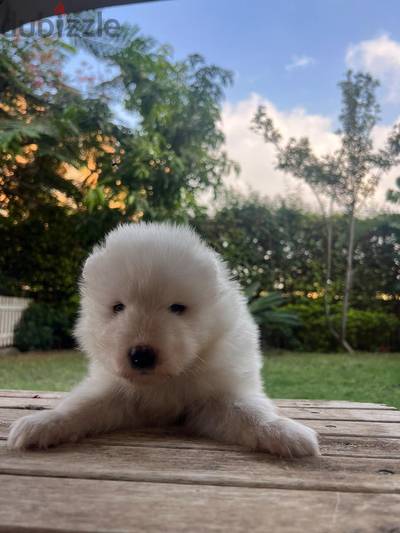 Samoyed جراوى ذكور واناث