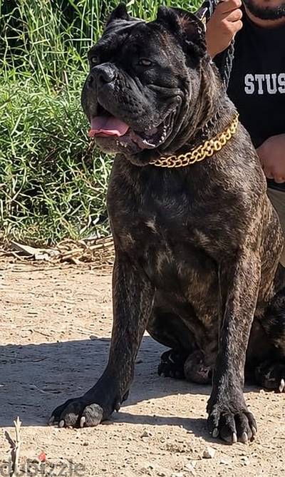 ذكر كاني كورسوللجواز فقط male canecorso