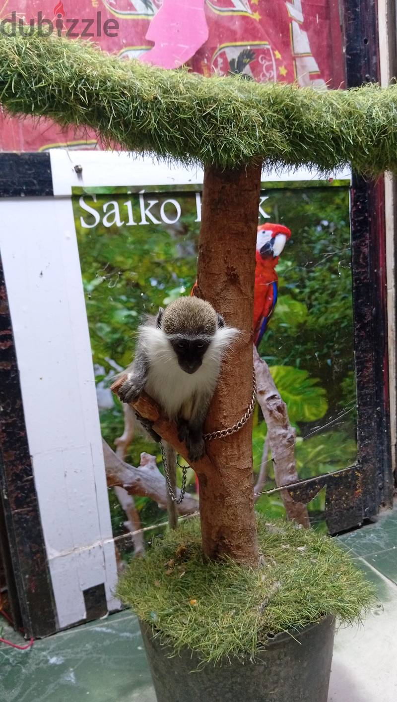 saiko park 1