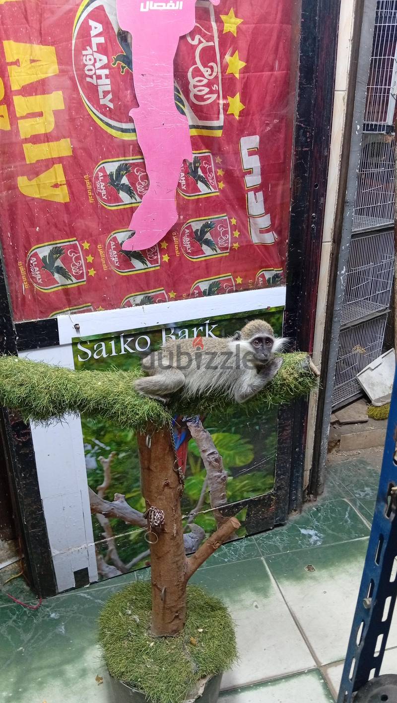 saiko park 2