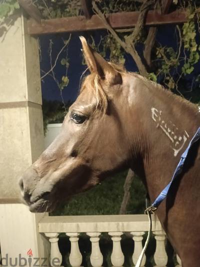 خيل عربي اصيل