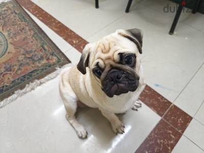 كلبة بج بيور عمر ٥ اشهر