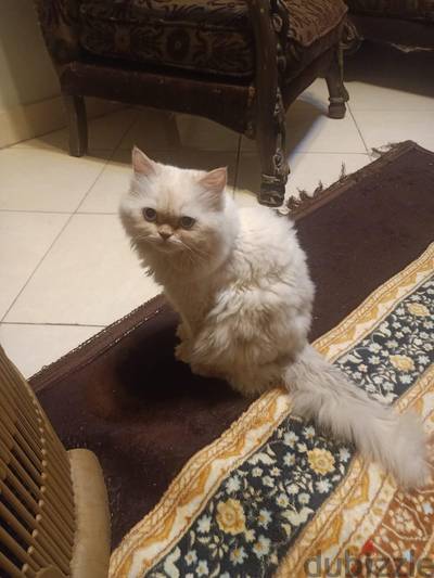 قط هادى جدا