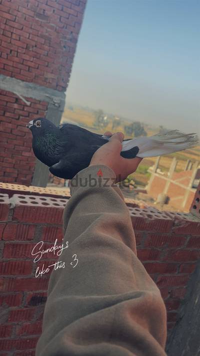دكر حمام مسود