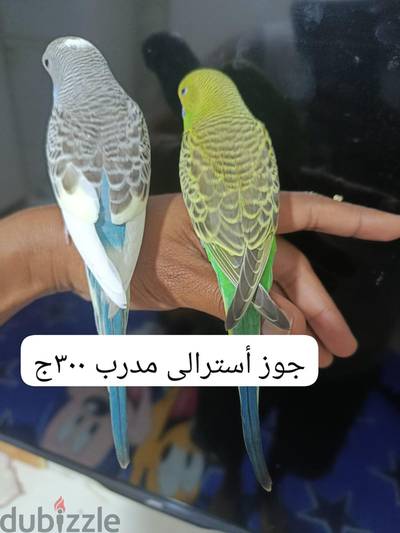 جوز مدرب 300 جنيه