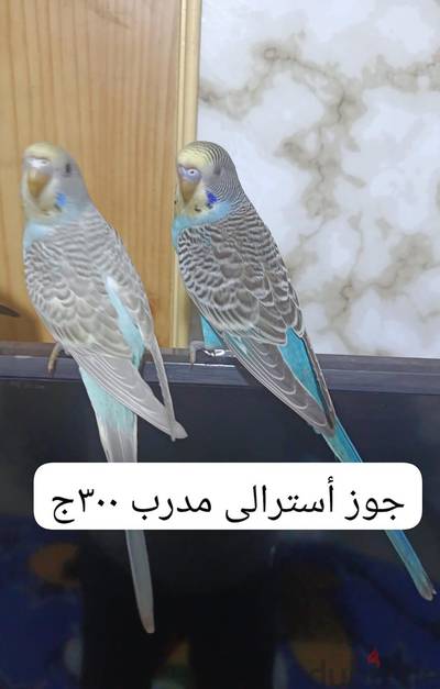جوز مدرب 300 جنيه